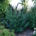 Darkest Night™ Butterfly Bush