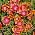 Fire Spinner® Ice Plant