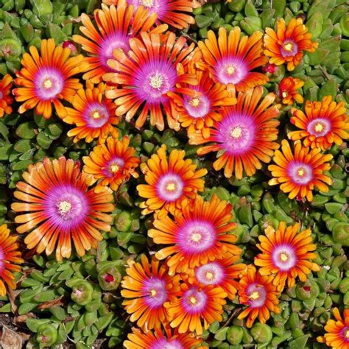Fire Spinner® Ice Plant
