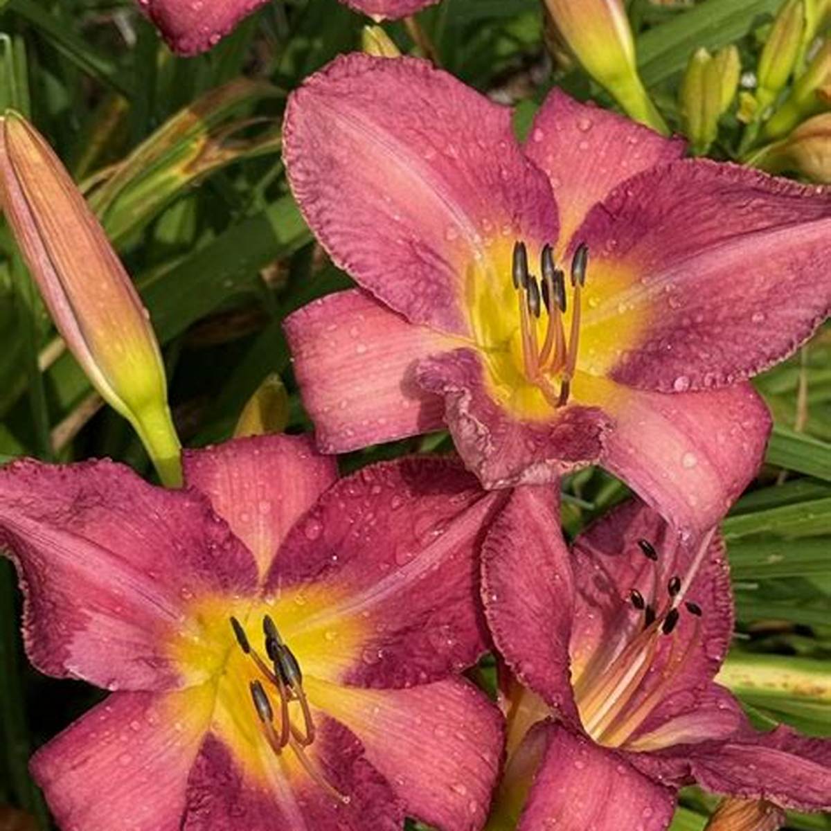 Chicago Arnies Choice Daylily