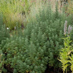 Leprechaun Southernwood Artemisia