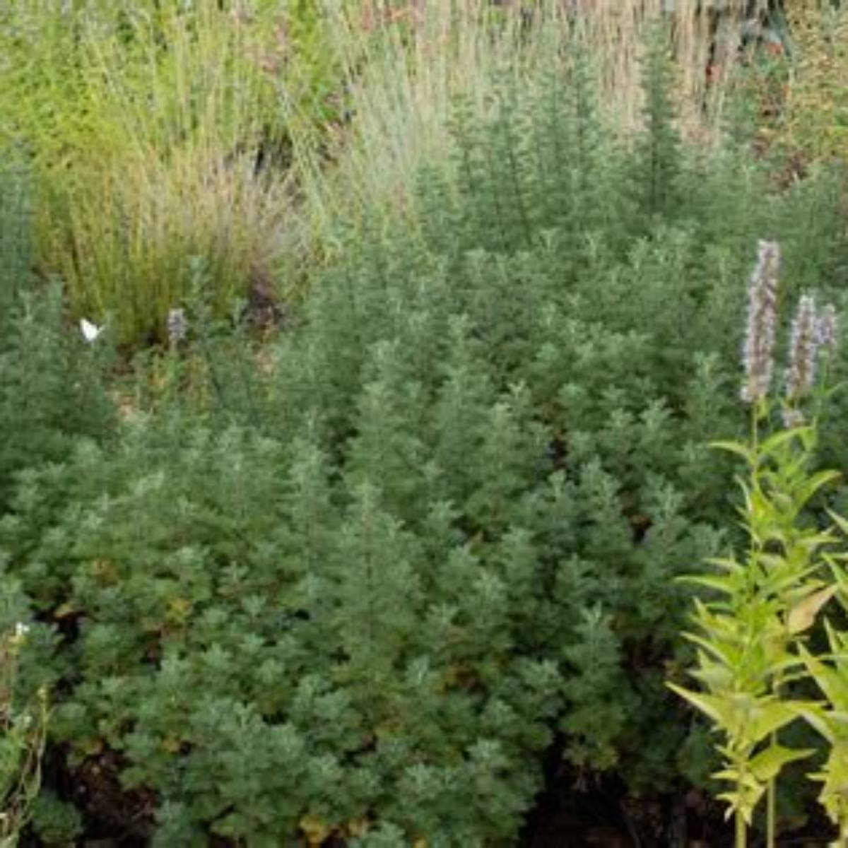 Leprechaun Southernwood Artemisia