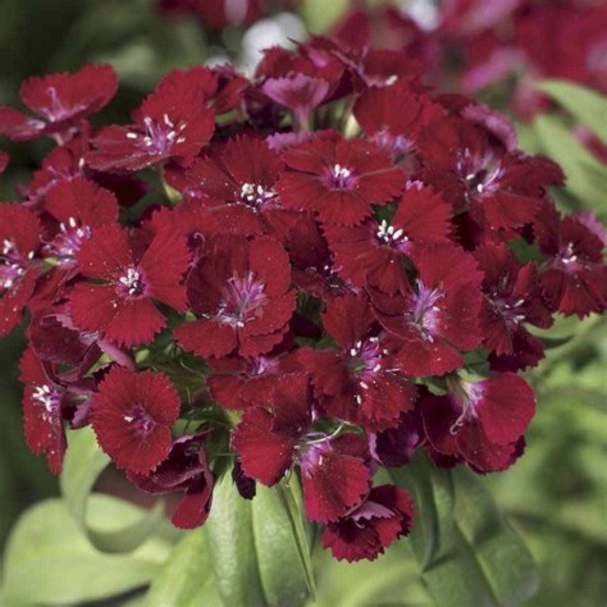 Barbarini® Red Dianthus