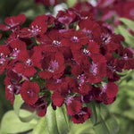 Barbarini® Red Dianthus