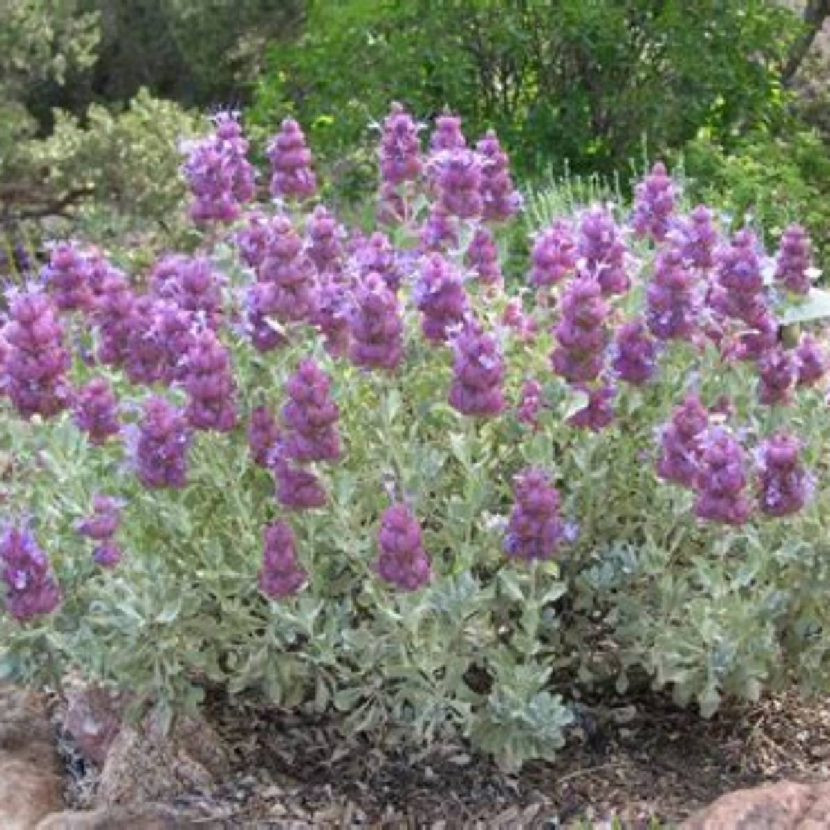 Mojave Sage