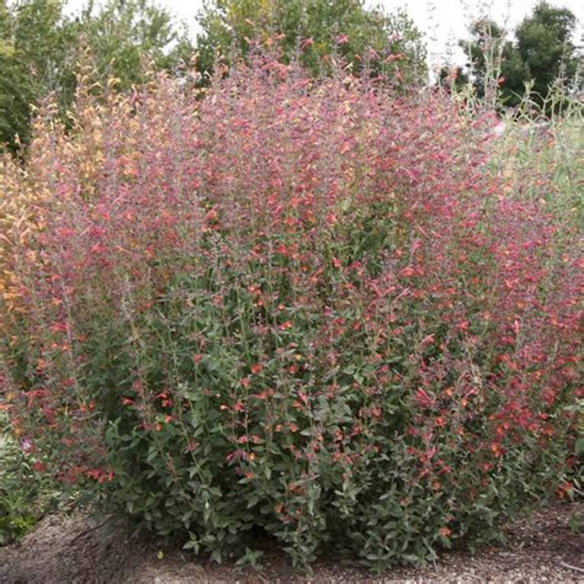 Coronado® Red Agastache