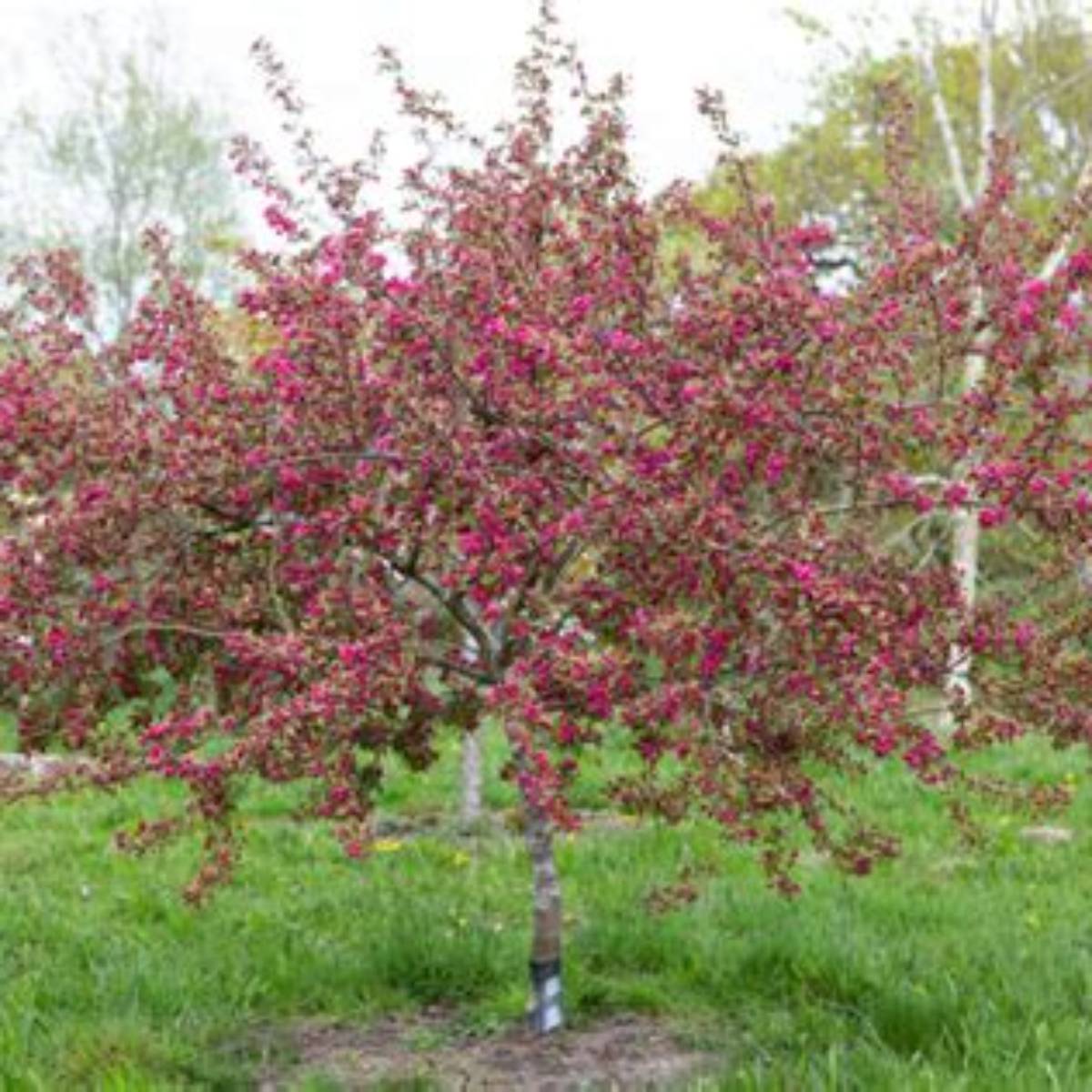 Indian Magic Crabapple Tree