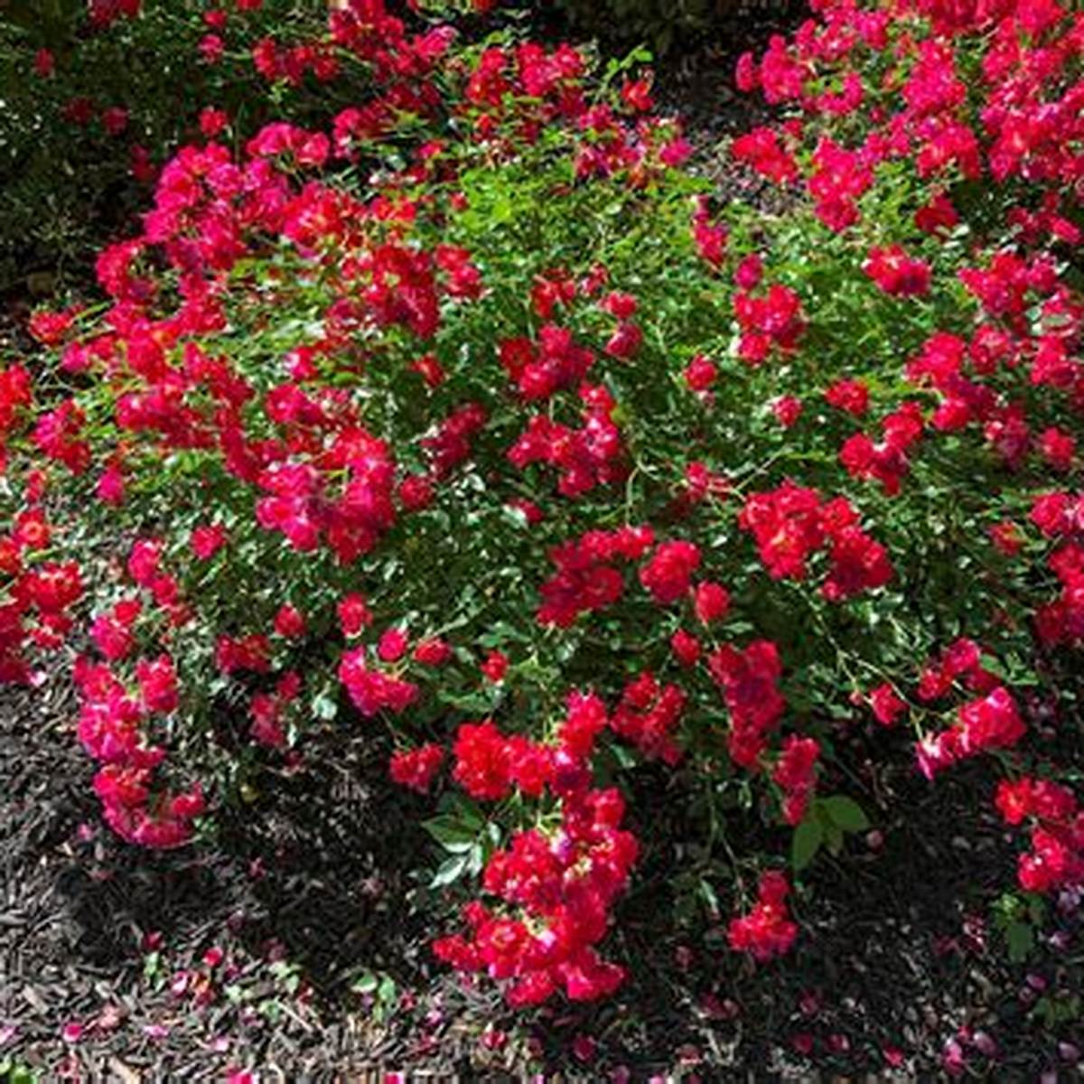 Red Drift® Rose