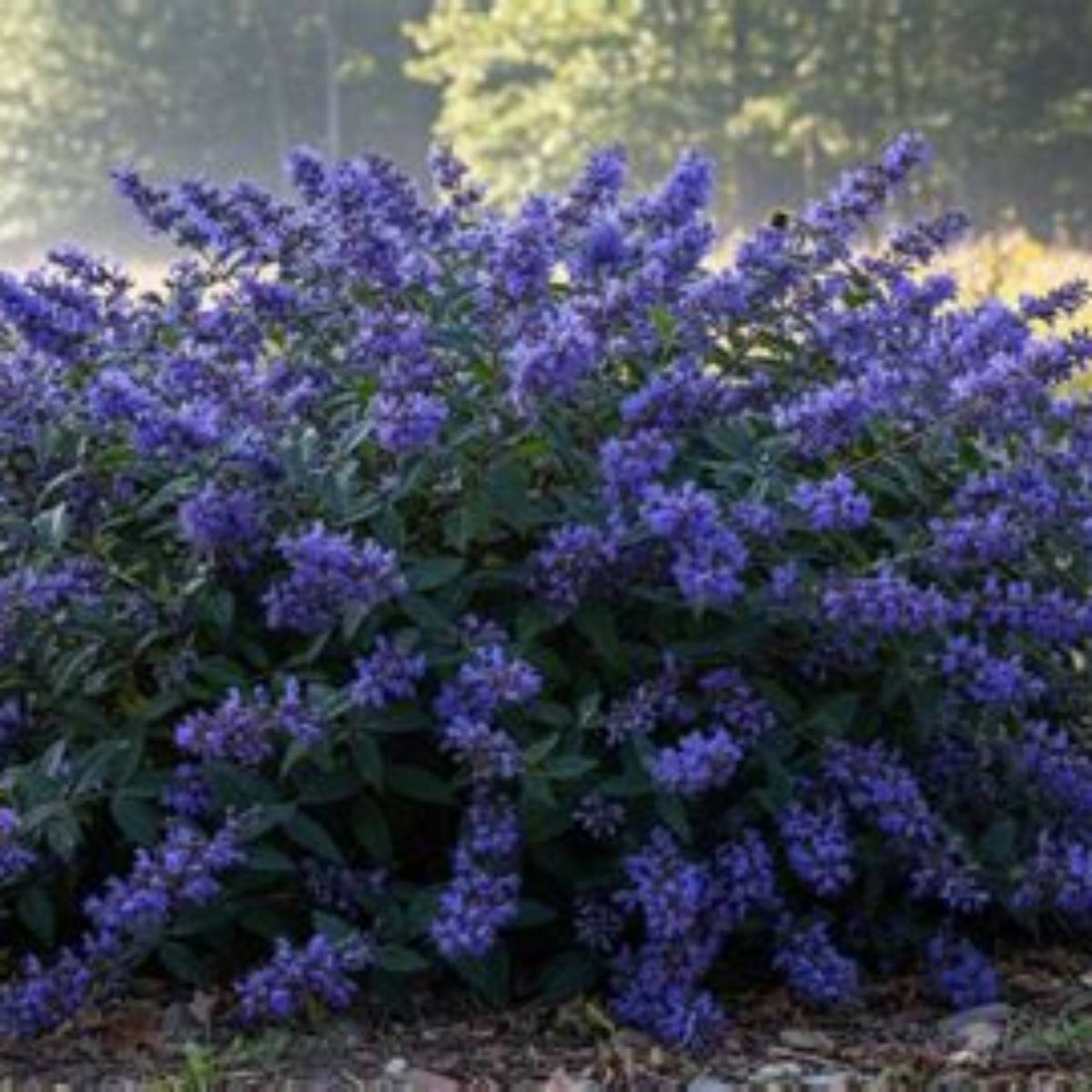 Dark Knight Caryopteris