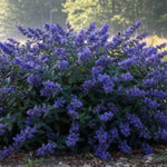 Dark Knight Caryopteris