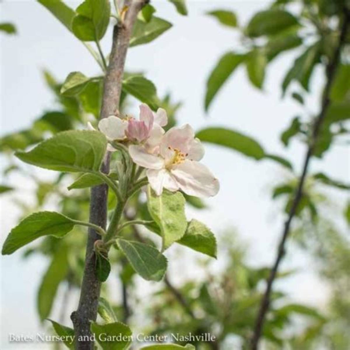 Cortland Apple Tree