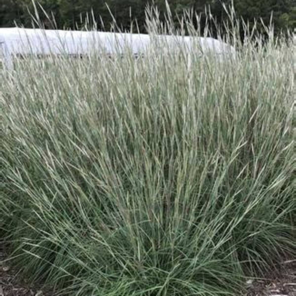 Black Mountain Bluestem