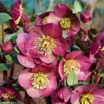 Frostkiss® Vibey Velvet™ Hellebore