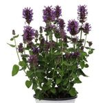 Honeysticks Purple Agastache