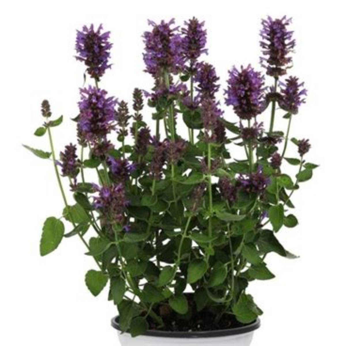 Honeysticks Purple Agastache