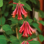 Trumpet (Coral) Honeysuckle