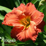 Caribbean Coral™ Kokomo™ Daylily