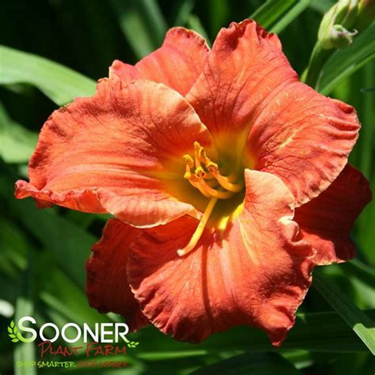 Caribbean Coral™ Kokomo™ Daylily