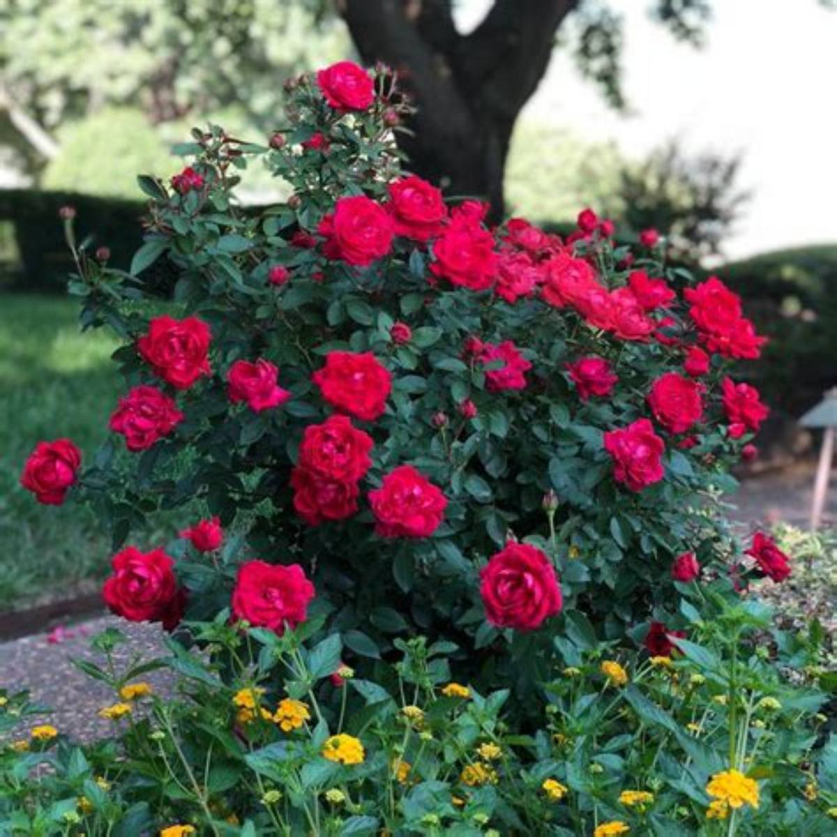 The Grand Champion™ Red Rose