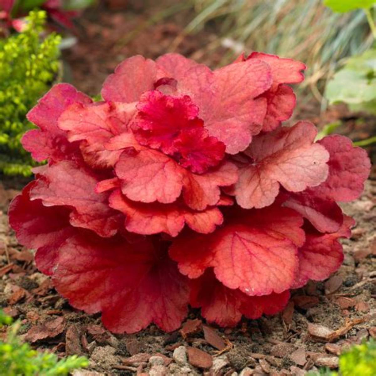 Fire Alarm Coral Bells