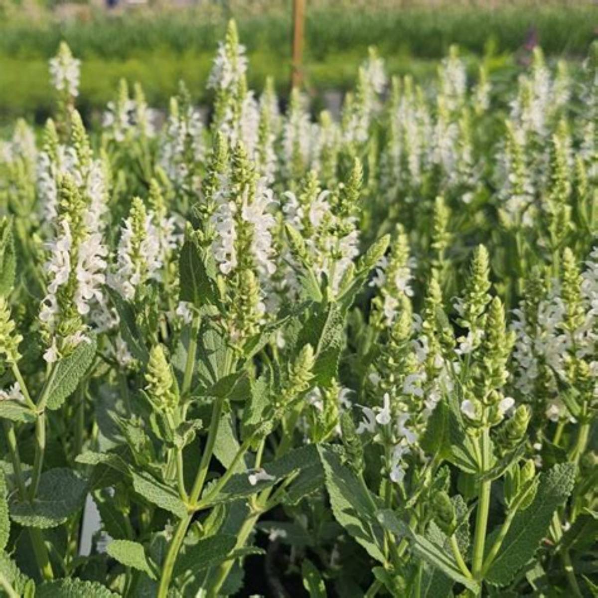 Lyrical™ White Meadow Sage