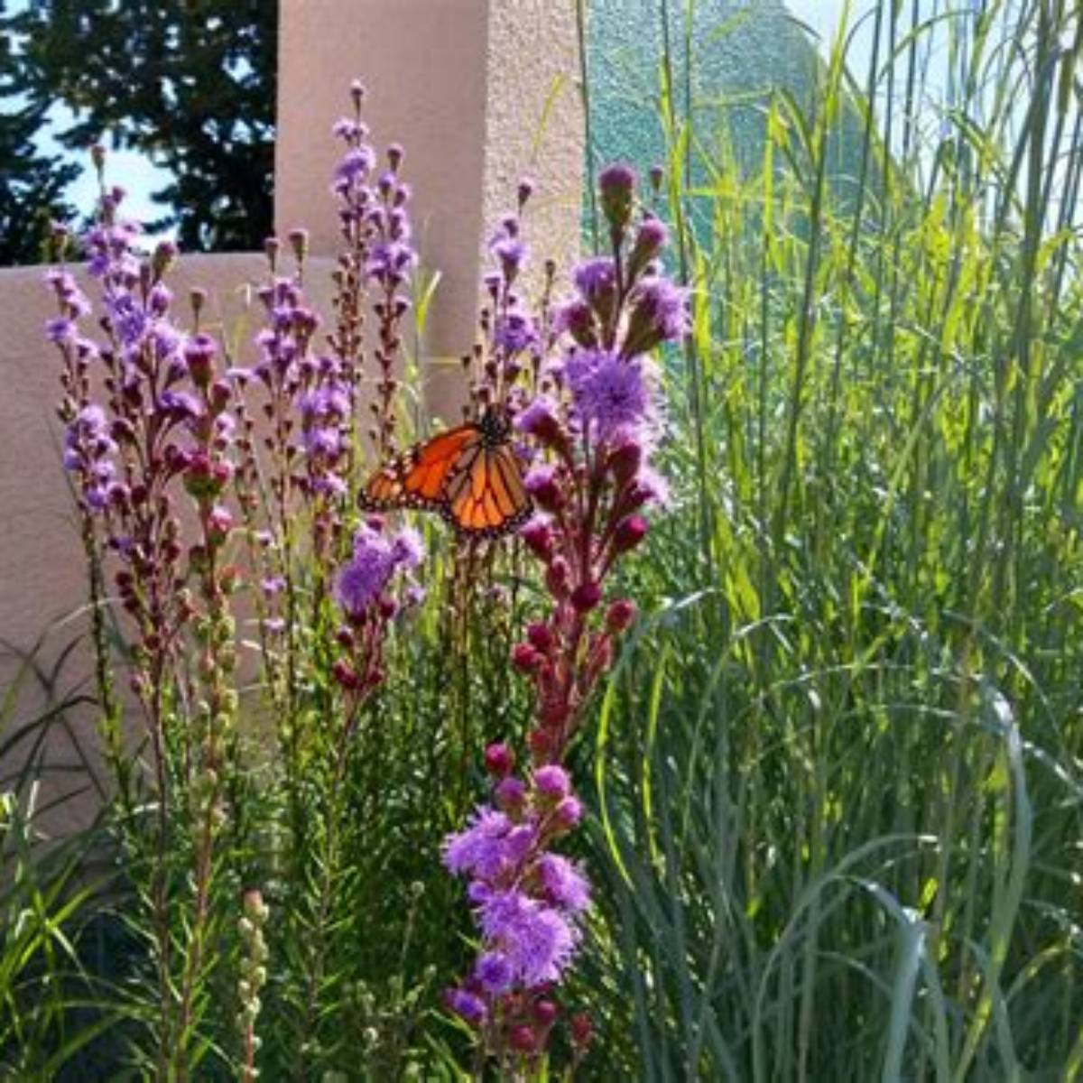 Meadow Blazing Star Gayfeather