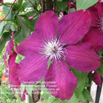 Westerplatte Clematis