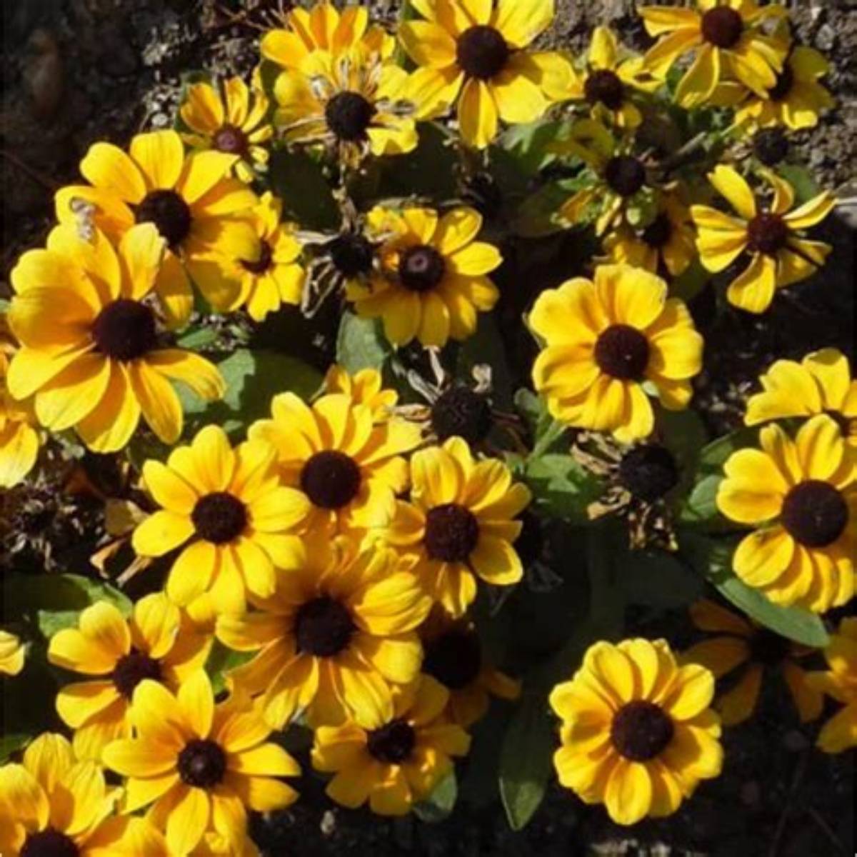 Toto Dwarf Black-Eyed Susan