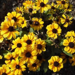 Toto Dwarf Black-Eyed Susan