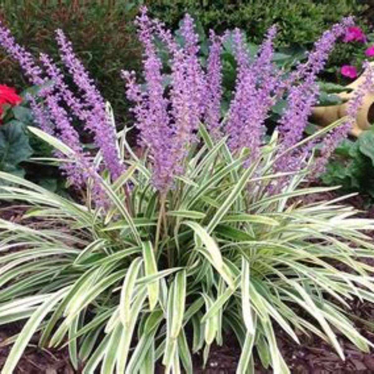 Variegated Liriope