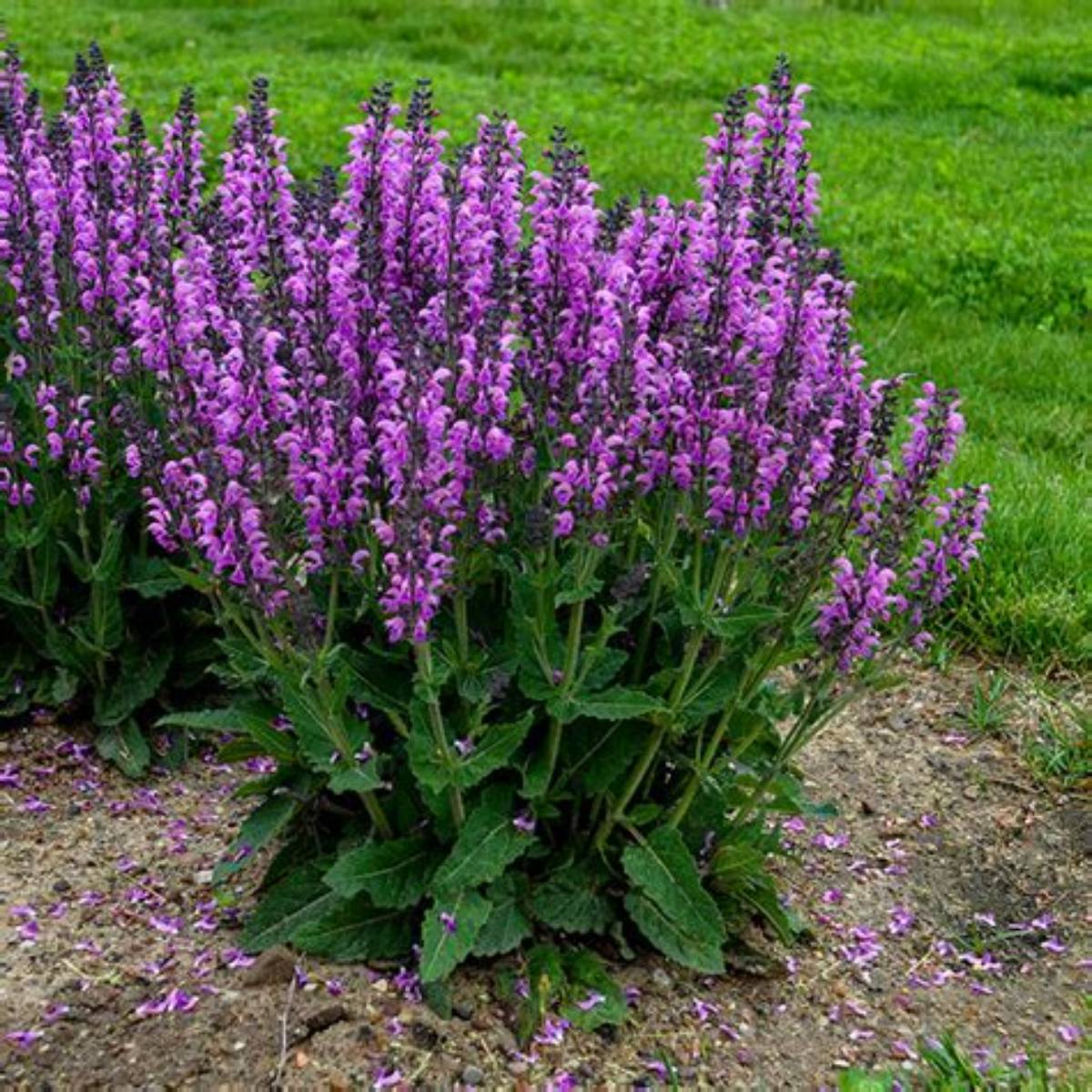 Violet Profusion Salvia