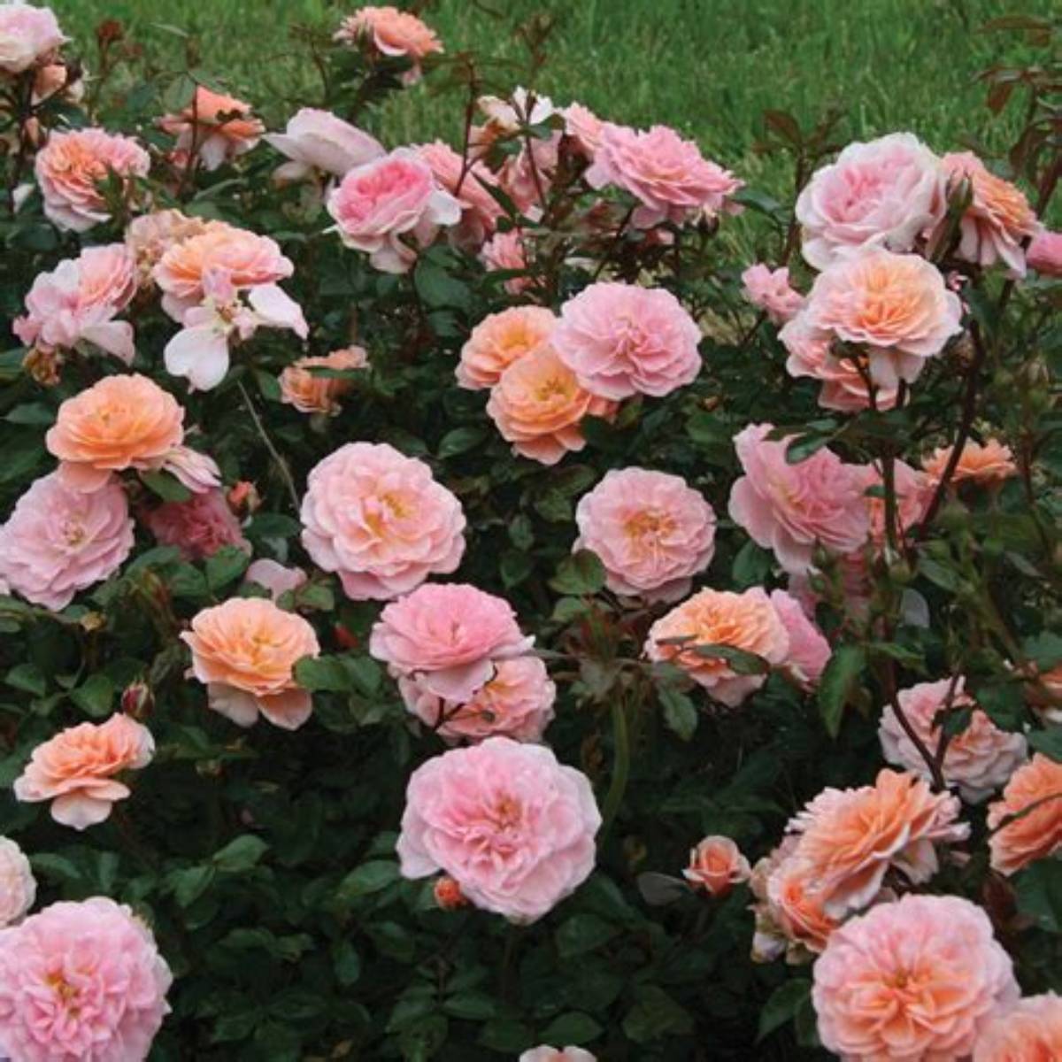 Apricot Drift® Rose