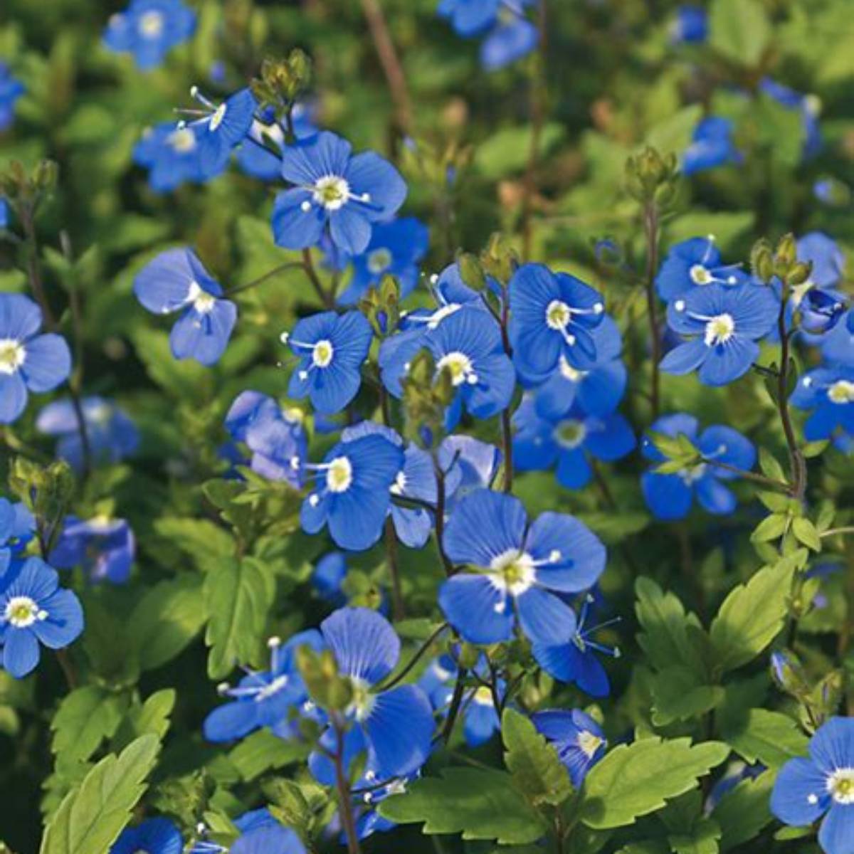 Georgia Blue Speedwell