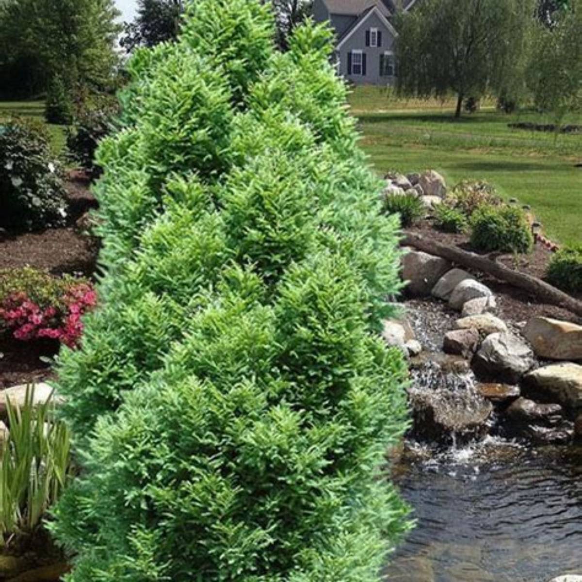 Lindsey's Skyward® Bald Cypress Tree