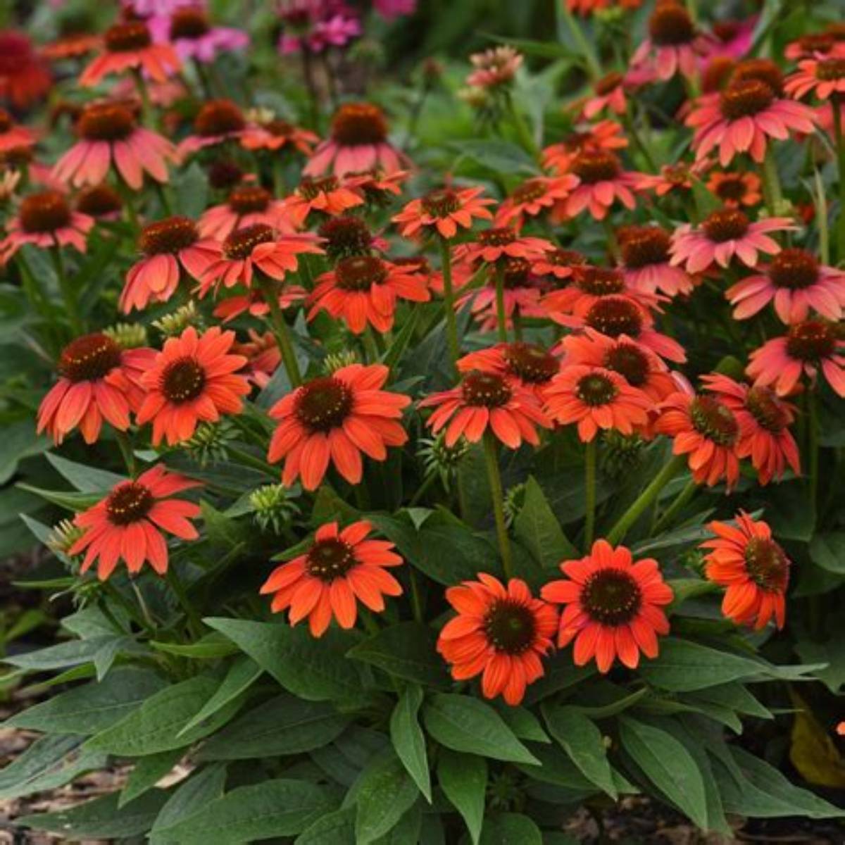 Sombrero Poco™ Hot Coral Coneflower