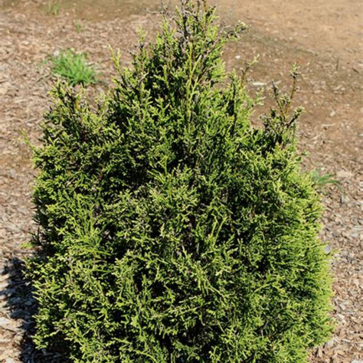 Emerald Teardrop™ Arborvitae
