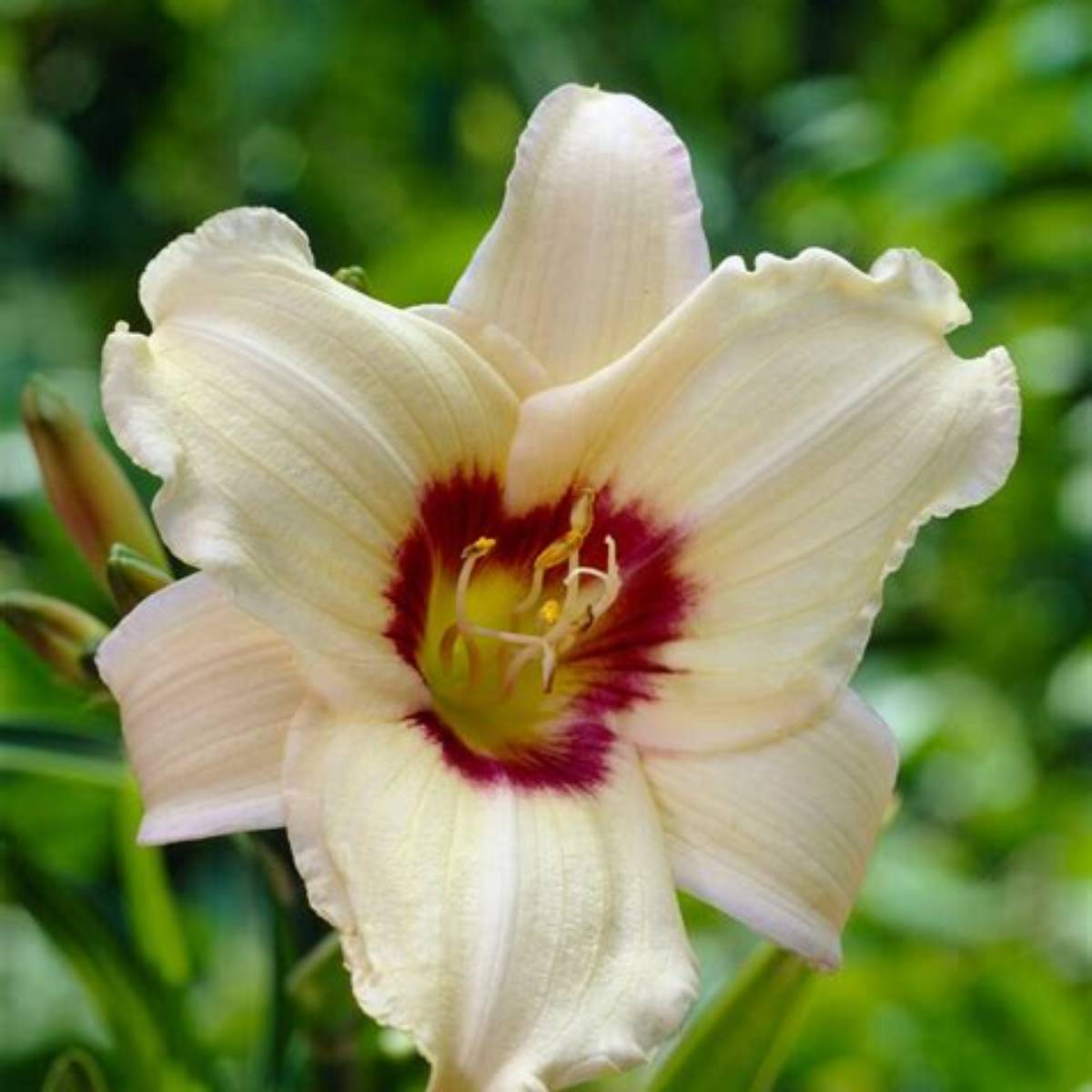 Pandora's Box Daylily
