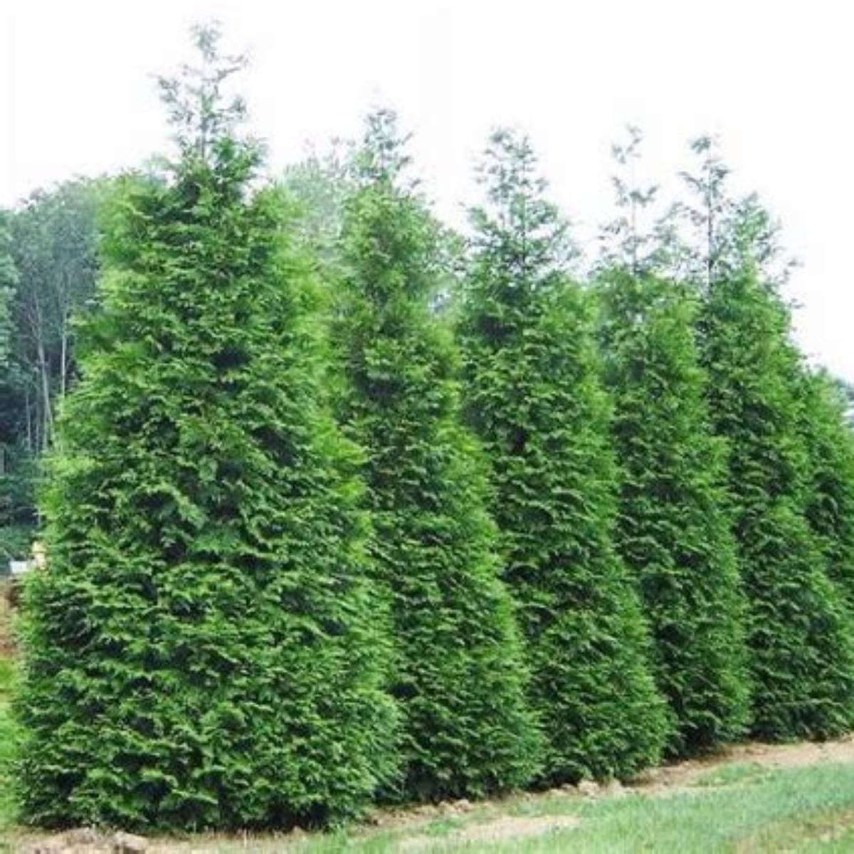 Green Giant Arborvitae