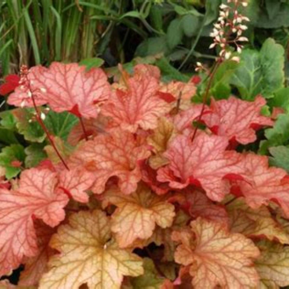 Paprika Coral Bells