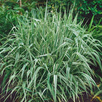 Variegated Japanese Silver Grass