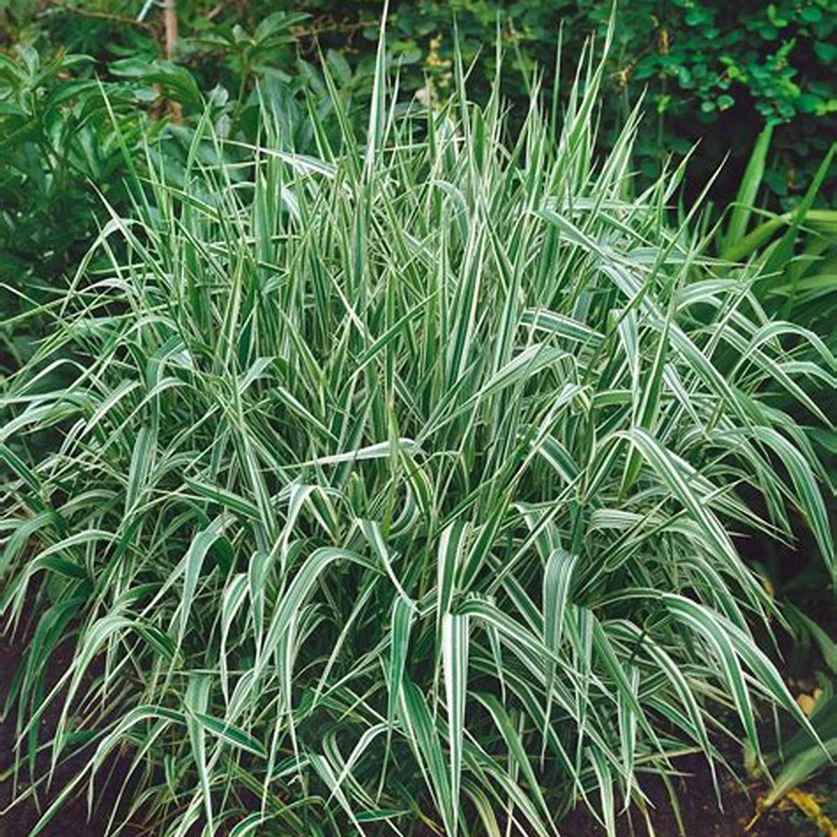 Variegated Japanese Silver Grass