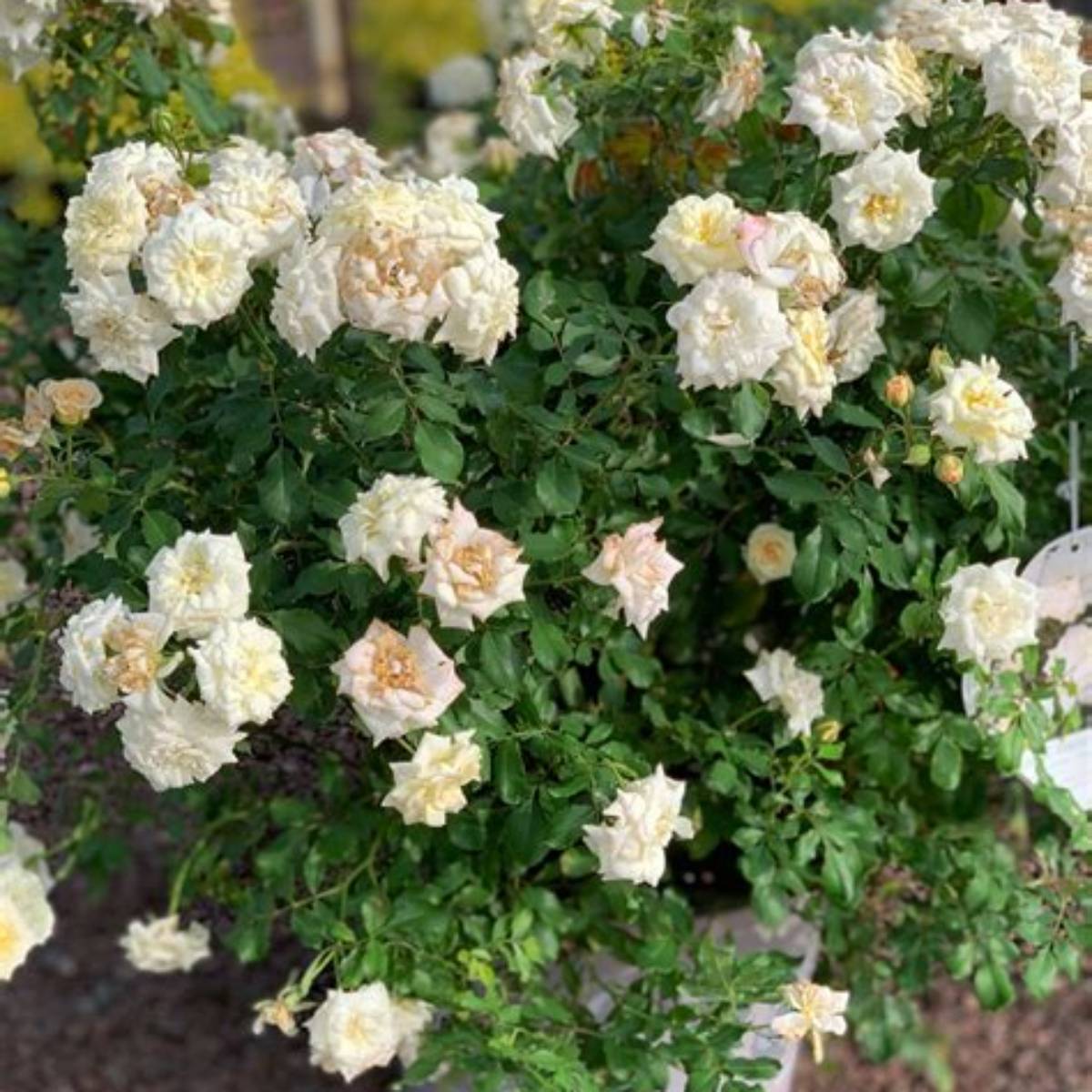 White Drift® Rose