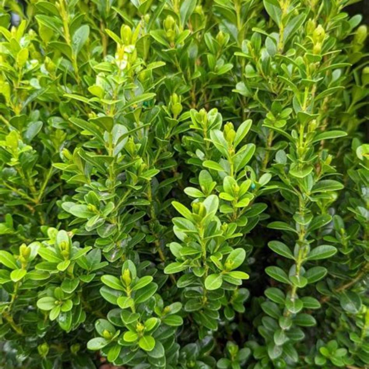 Baby Gem Boxwood Cone