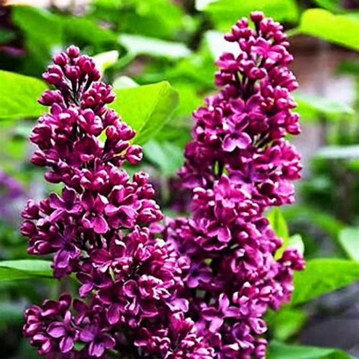 Crimson Doll™ Lilac