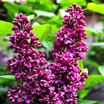 Crimson Doll™ Lilac