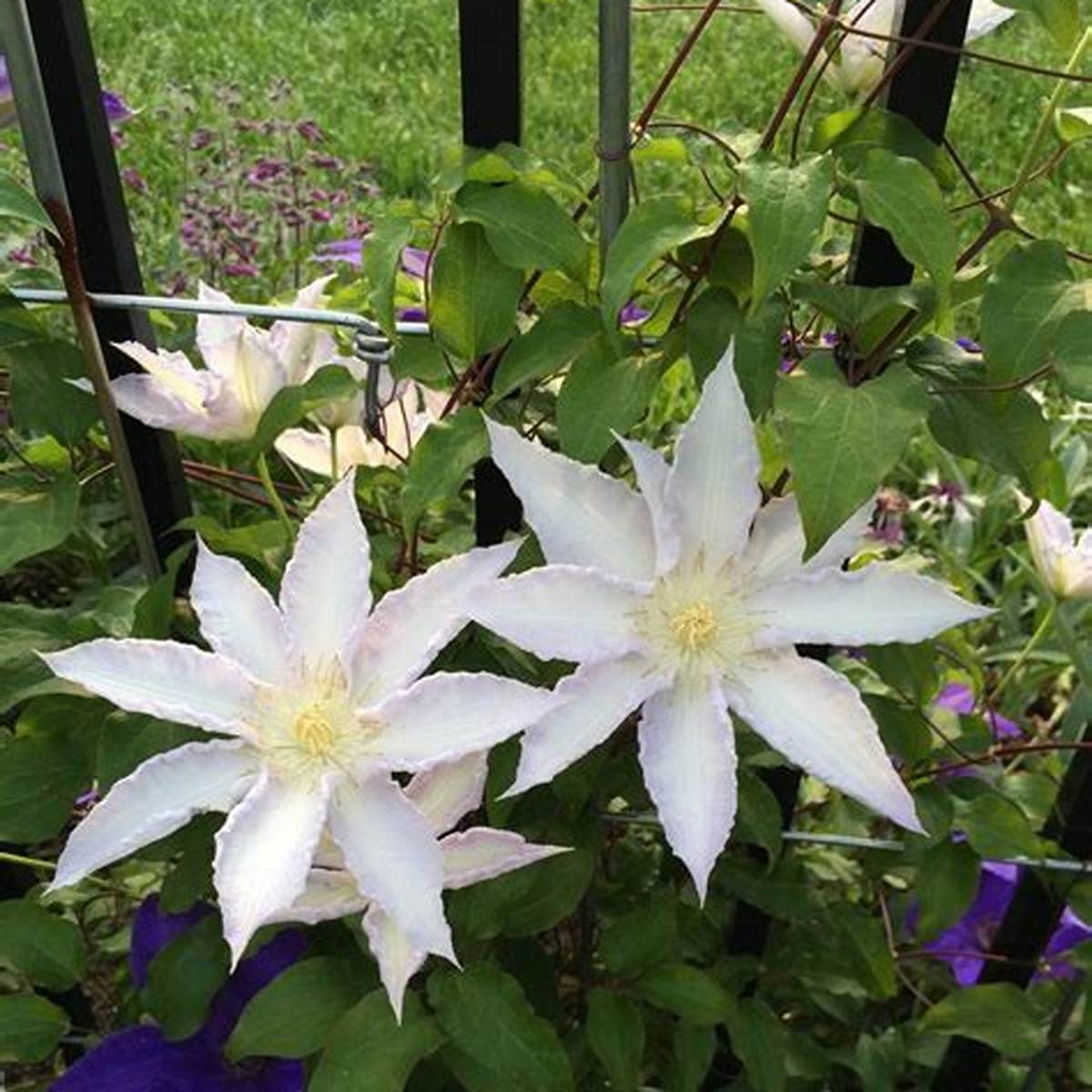 Gillian Blades Clematis Ladder