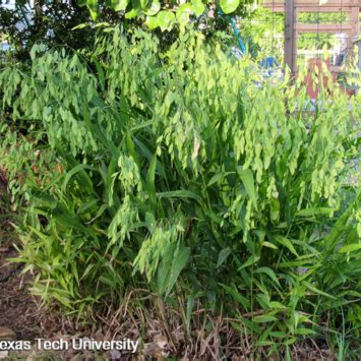 Inland Sea Oats