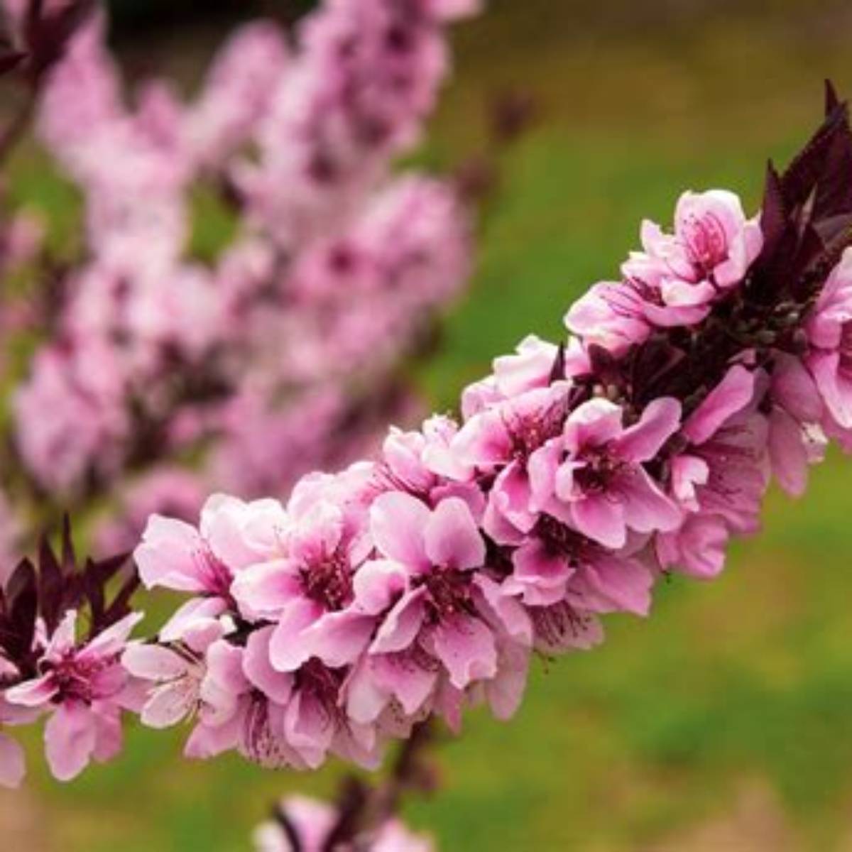 Effie Nectarine Tree