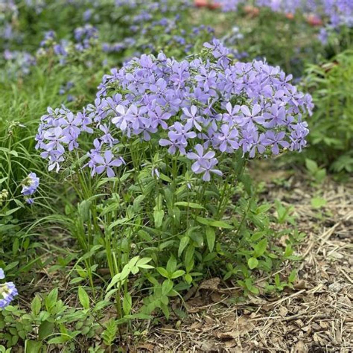 Blue Woodland Phlox