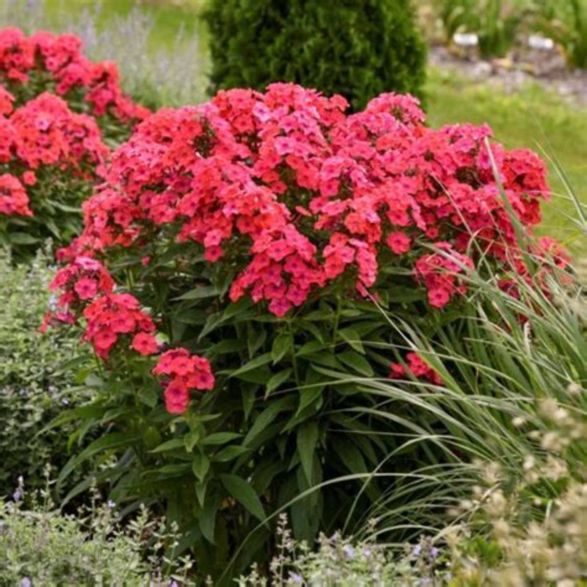 Luminary® Sunset Coral Phlox